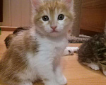 Кошки в Лукоянове: Котята курильских бобтейлов, 15 000 руб. - фото 3