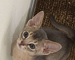 Кошки в Москве: Абиссинский котенок  Девочка, 50 000 руб. - фото 4