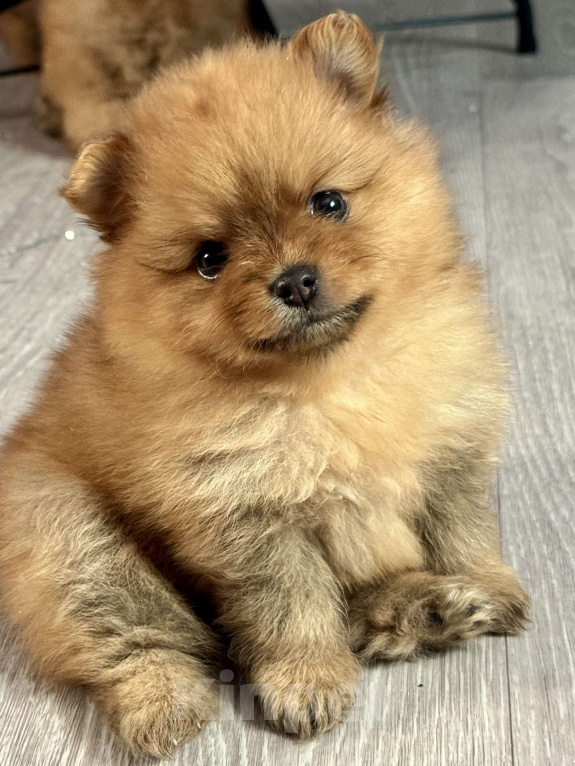 Собаки в других городах Алтайского края: Девочка Луна Девочка, 35 000 руб. - фото 1