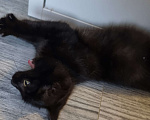 Кошки в Уфе: Милый черный котенок ищет хозяев Мальчик, Бесплатно - фото 2