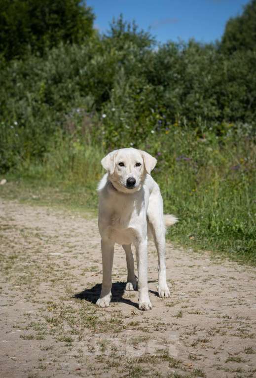 Собаки в Москве: Белый. Самый хороший мальчик Мальчик, 1 руб. - фото 4