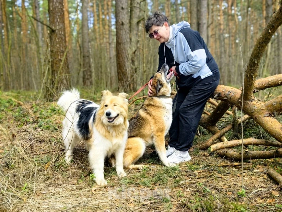 Собаки в Балашихе: Харви метис лайки высокий ,статный красавец Мальчик, Бесплатно - фото 3