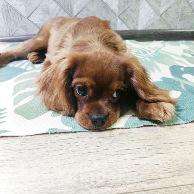 Собаки в Москве: Щенки Кавалер Кинг Чарльз спаниель Мальчик, 100 000 руб. - фото 3