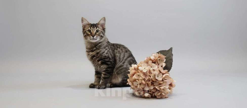 Кошки в Королеве: Котёнок Василий Мальчик, Бесплатно - фото 1