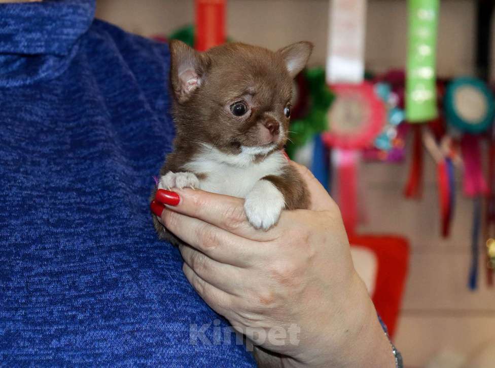 Собаки в Москве: Крошка чихуахуа Девочка, 100 000 руб. - фото 6