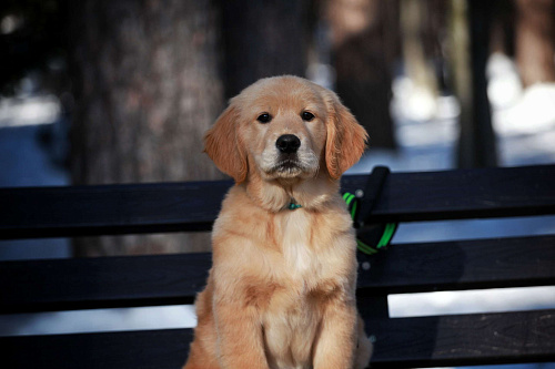 Щенки золотистого ретривера 