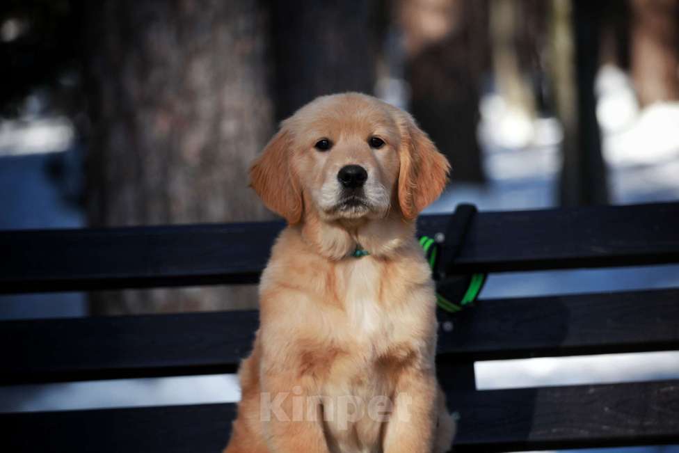 Собаки в Москве: Щенки золотистого ретривера  Девочка, 50 000 руб. - фото 1