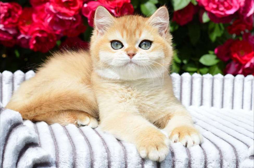 Кошки в Тамбове: Британский золотой кот  Мальчик, 150 000 руб. - фото 2