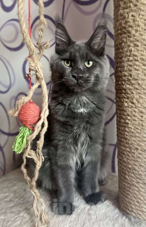 Кошки в Чайковском: кот мейн кун  MCO окрас - Имхо as 09 голубой дымчатый с белым.  Мальчик, 55 000 руб. - фото 2