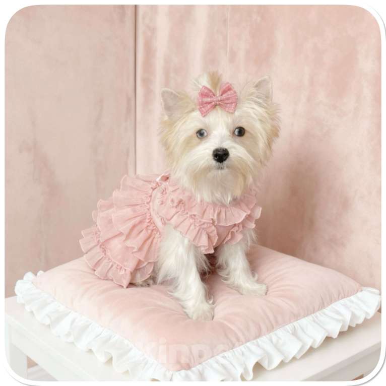 Собаки в Москве: Белый йорк с голубыми глазами девочка игривая Девочка, 130 000 руб. - фото 3