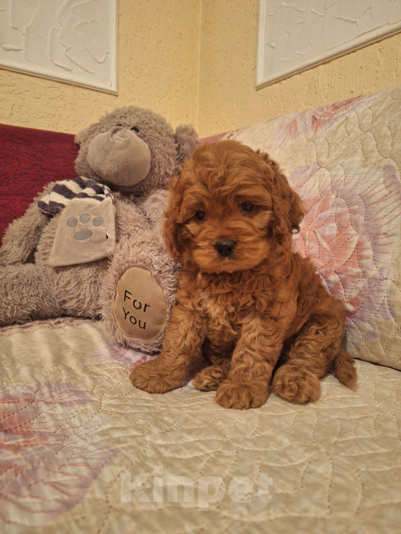 Собаки в Москве: Кокапу щенок мальчик Мальчик, 45 000 руб. - фото 9