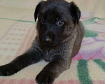 Собаки в других городах Краснодарского края: Продам щенков немецкой овчарки Девочка, 17 000 руб. - фото 5