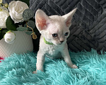 Кошки в Москве: Котенок Девон рекс мальчик с голубыми глазами Мальчик, 60 000 руб. - фото 8