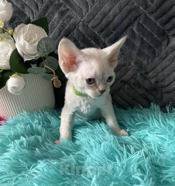 Кошки в Москве: Котенок Девон рекс мальчик с голубыми глазами Мальчик, 60 000 руб. - фото 8