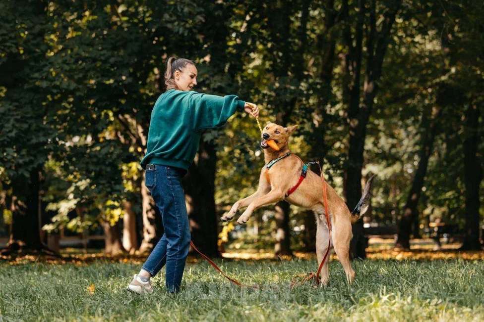 Собаки в Москве: Лион- один на миллион ♥️ Мальчик, Бесплатно - фото 3
