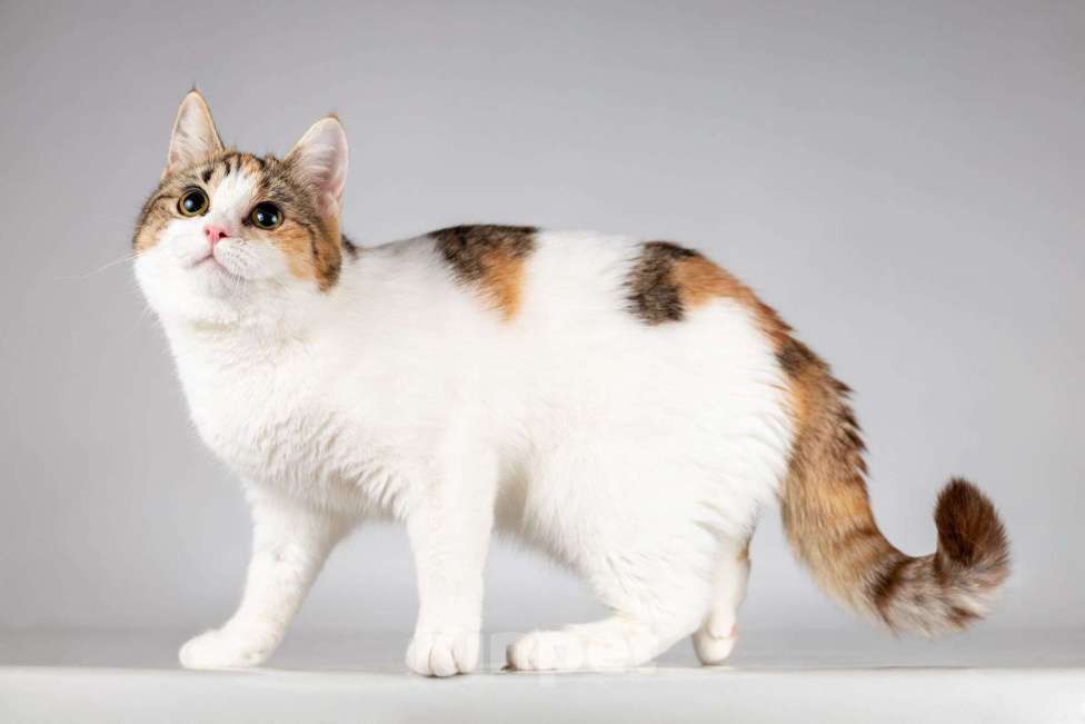 Кошки в Москве: Юная ласковая трехцветная кошечка Ника Девочка, Бесплатно - фото 2