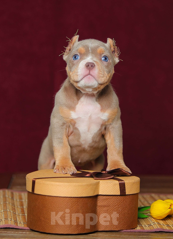 Собаки в Обнинске: Лиловый триколор девочка булли Девочка, 150 000 руб. - фото 1