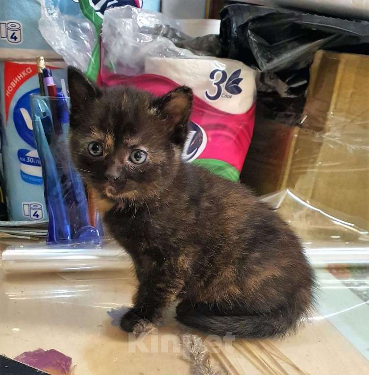 Кошки в Санкт-Петербурге: Монастырские котята Девочка, Бесплатно - фото 6