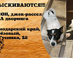 Собаки в других городах Краснодарского края: Прошу Помощь Мальчик, Бесплатно - фото 2