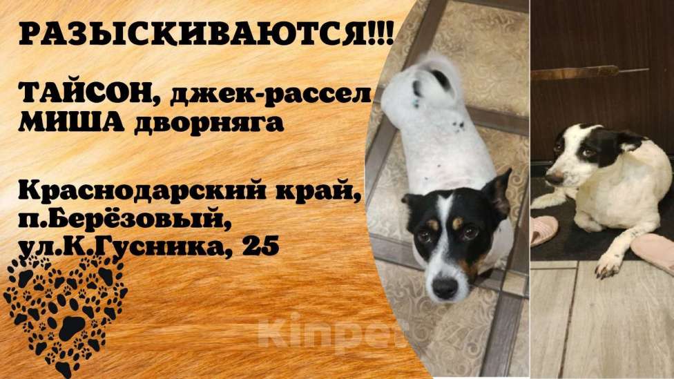 Собаки в других городах Краснодарского края: Прошу Помощь Мальчик, Бесплатно - фото 2