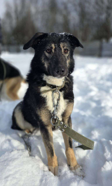 Собаки в Королеве: Нуара. Приют Зоодом, г. Королев. Девочка, Бесплатно - фото 8