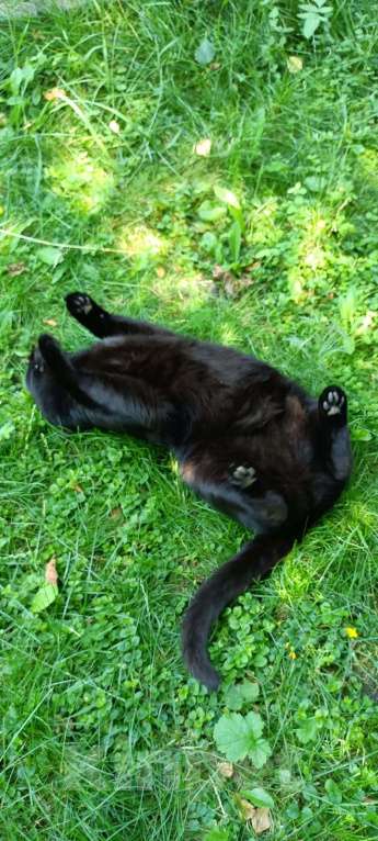 Кошки в Москве: Кошечка Ася Девочка, Бесплатно - фото 2