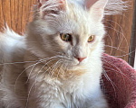Кошки в Петергофе: Мальчик очень нежного окраса Мальчик, 35 000 руб. - фото 2