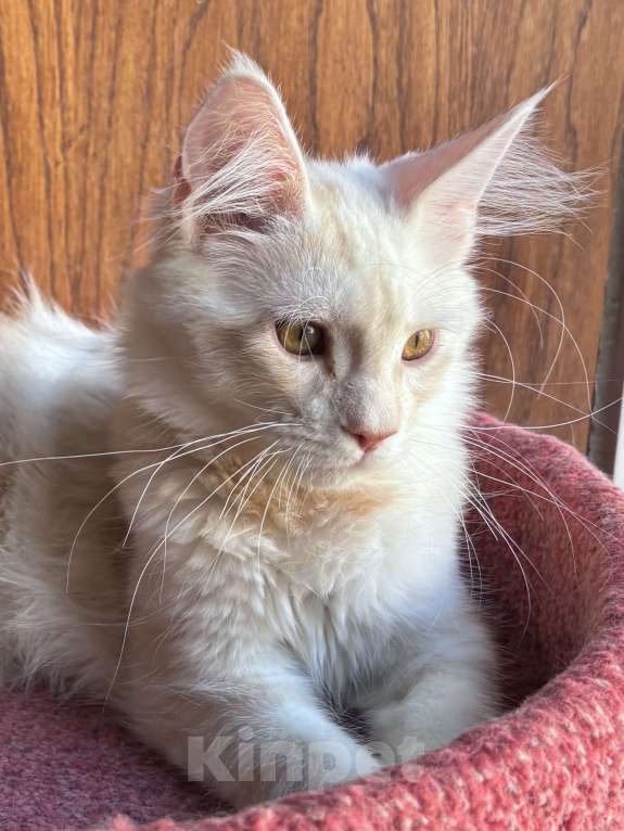 Кошки в Петергофе: Мальчик очень нежного окраса Мальчик, 35 000 руб. - фото 2
