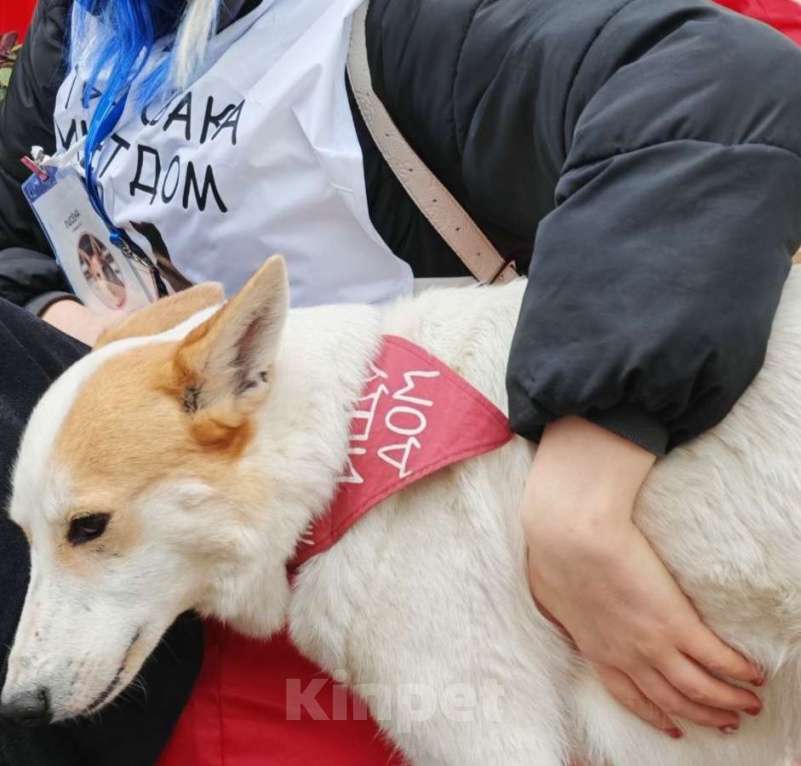 Собаки в Москве: Лисена, 5 лет Девочка, Бесплатно - фото 4