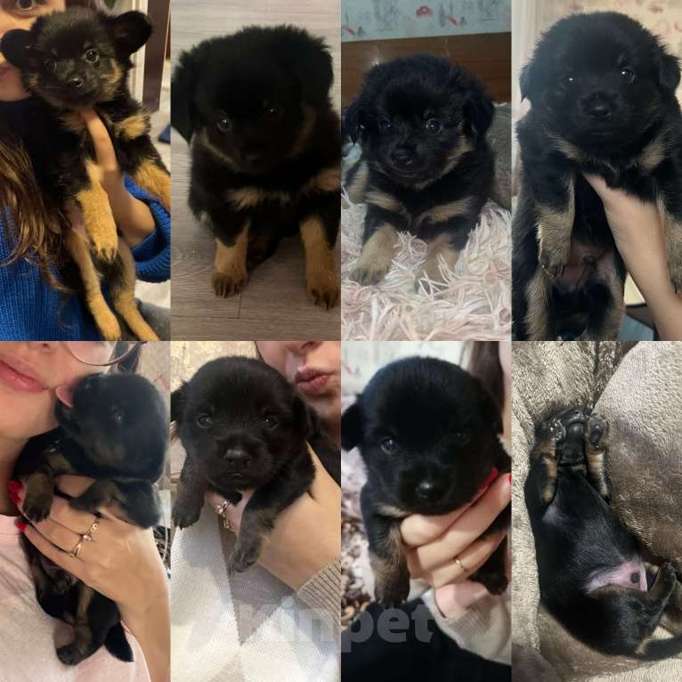 Собаки в Энгельс: стандарт, длинношёрстный, чёрно-подпалый Мальчик, 12 000 руб. - фото 1