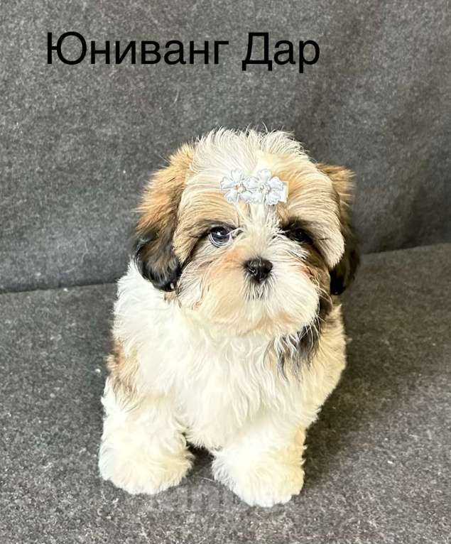 Собаки в Ярославле: девочки ши-цу Девочка, 50 000 руб. - фото 4