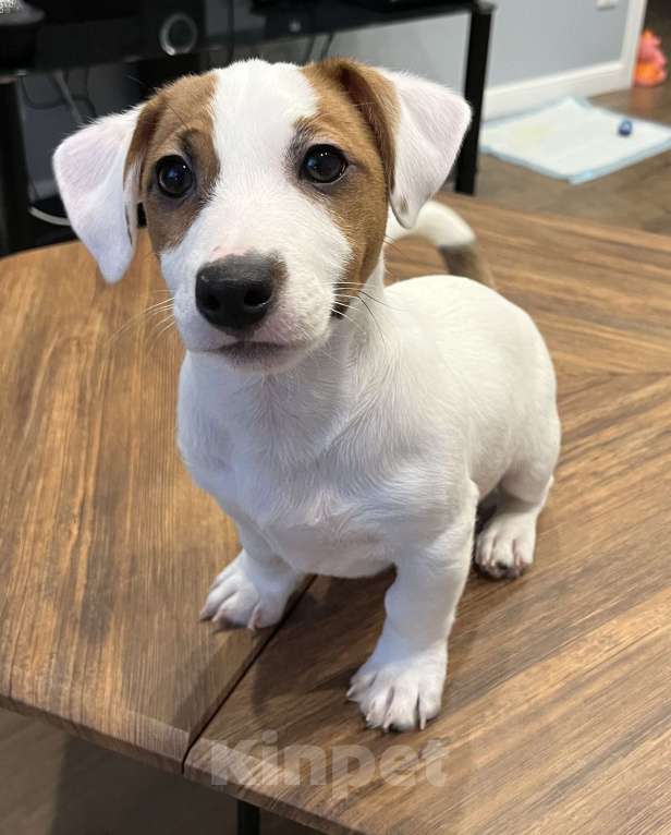 Собаки в Ярославле: Щенки Джек Рассел терьера Мальчик, Бесплатно - фото 1