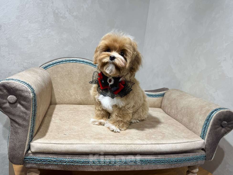 Собаки в Москве: Продается щенок Мальтипу мальчик Мальчик, 140 000 руб. - фото 1