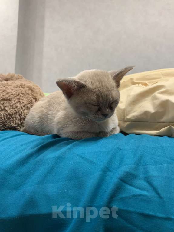 Кошки в Котельнике: Бурманский котенок Девочка, 40 000 руб. - фото 1