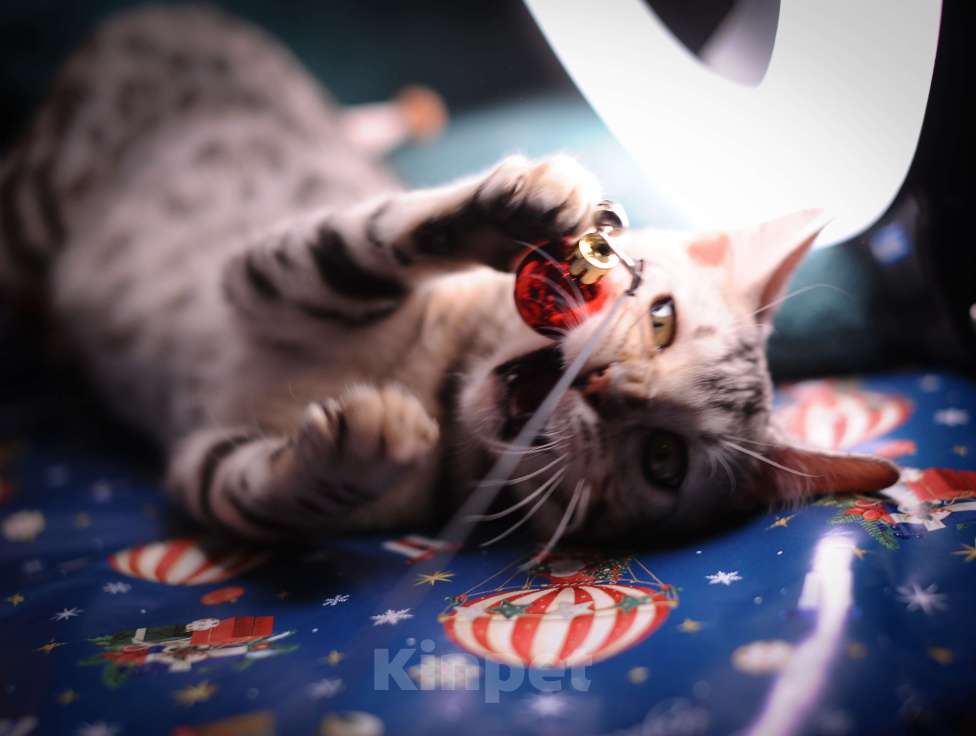 Кошки в Москве: Бенгальский котенок серебро Мальчик, 45 000 руб. - фото 4