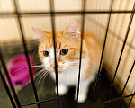 Кошки в Москве: Самый ласковый в мире молодой котик Рон ищет дом и доброе сердце Мальчик, 10 руб. - фото 6