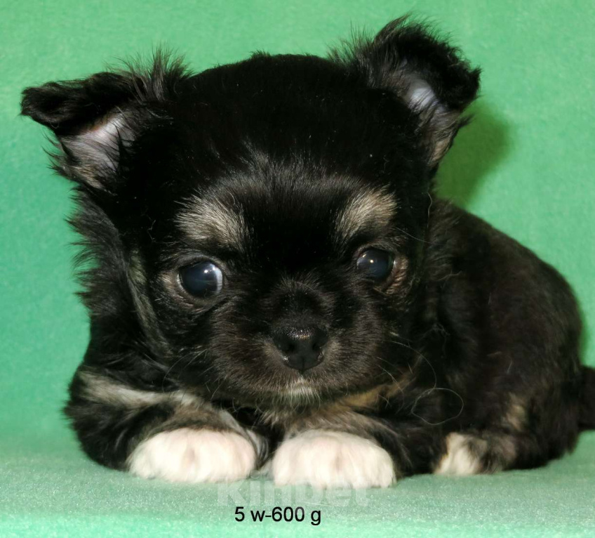 Собаки в Санкт-Петербурге: чихуахуа шоу мальчик по цене любимца Мальчик, 50 000 руб. - фото 3