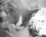 Кошки в Рязани: Серо- белый котик Мальчик, 10 руб. - фото 2