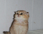 Кошки в Венеющем: Шотландский котенок, 12 000 руб. - фото 6
