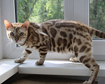 Кошки в Москве: Бенгальский кот Мальчик, 40 000 руб. - фото 3
