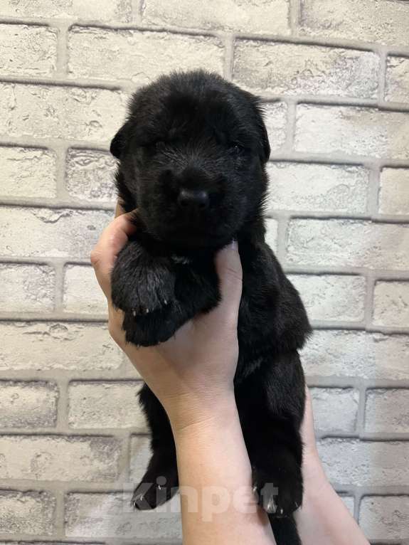 Собаки в Полевском: Продаю щенков немецкой овчарки  Мальчик, 25 000 руб. - фото 1