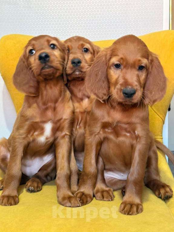 Собаки в Москве: Щенок ирландского сеттера Мальчик, 75 000 руб. - фото 2