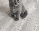Кошки в Белореченске: В добрые руки  Девочка, Бесплатно - фото 2