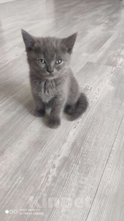 Кошки в Белореченске: В добрые руки  Девочка, Бесплатно - фото 2