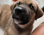 Собаки в Сочи: Щенок-вундеркинд в дар Мальчик, Бесплатно - фото 5