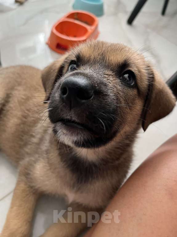 Собаки в Сочи: Щенок-вундеркинд в дар Мальчик, Бесплатно - фото 5