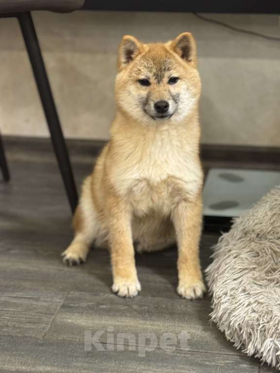 Собаки в Балашихе: Мальчик сиба ину Мальчик, 35 000 руб. - фото 2