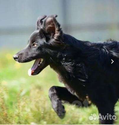 Собаки в Москве: Стив Мальчик, Бесплатно - фото 2