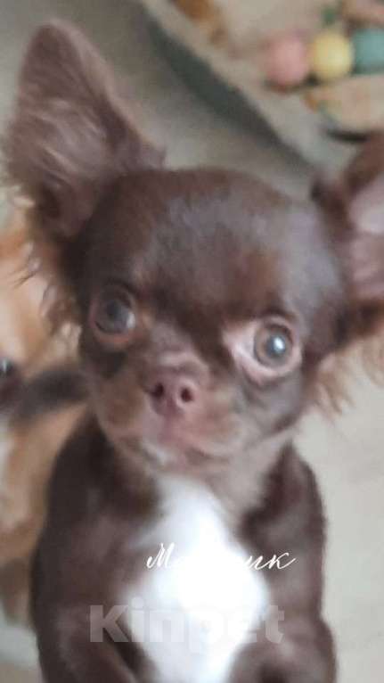 Собаки в Москве: мальчик шоколадного окраса Мальчик, 25 000 руб. - фото 3
