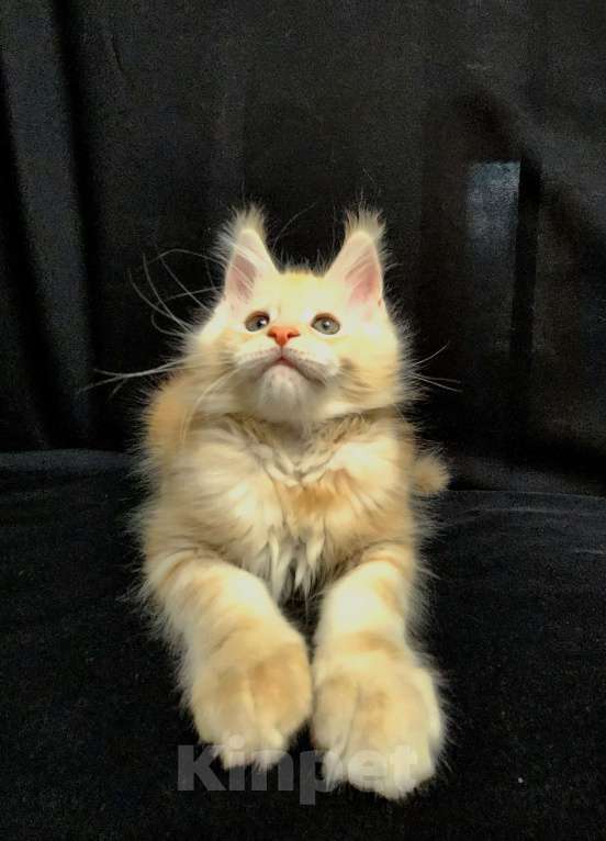 Кошки в Красногорске: Котенок мейн-кун  Мальчик, 60 000 руб. - фото 8